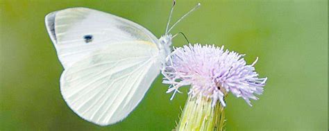 白色蝴蝶代表什么
